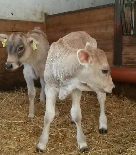 Barschtlerhof Apartament *