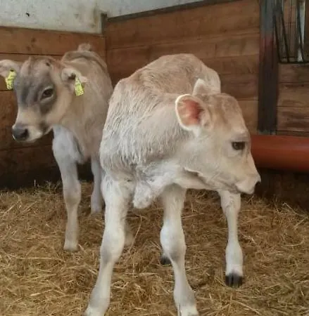 Barschtlerhof דירה *